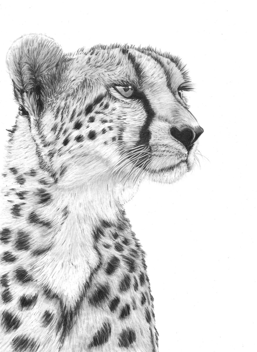 Photorealistic Animal Pencil Drawing By Paul Stowe, 10 X 14", Cheetah, Original Artwork