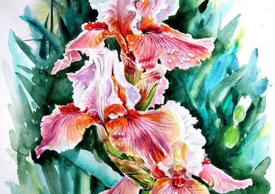 Iris II