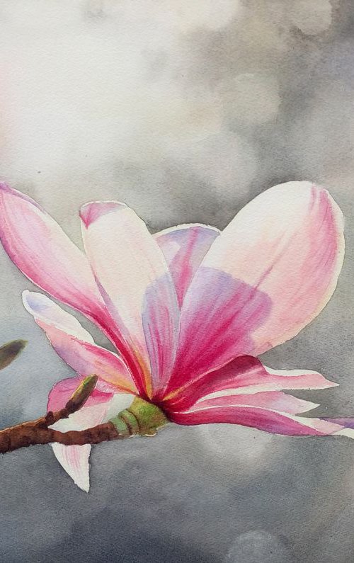 Magnolia Blossoms - Beauty Of by Olga Beliaeva Watercolour