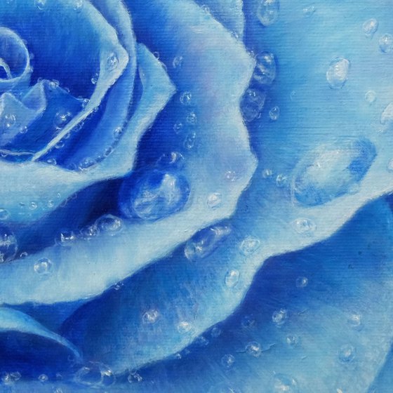 Rose. Blue Rose!