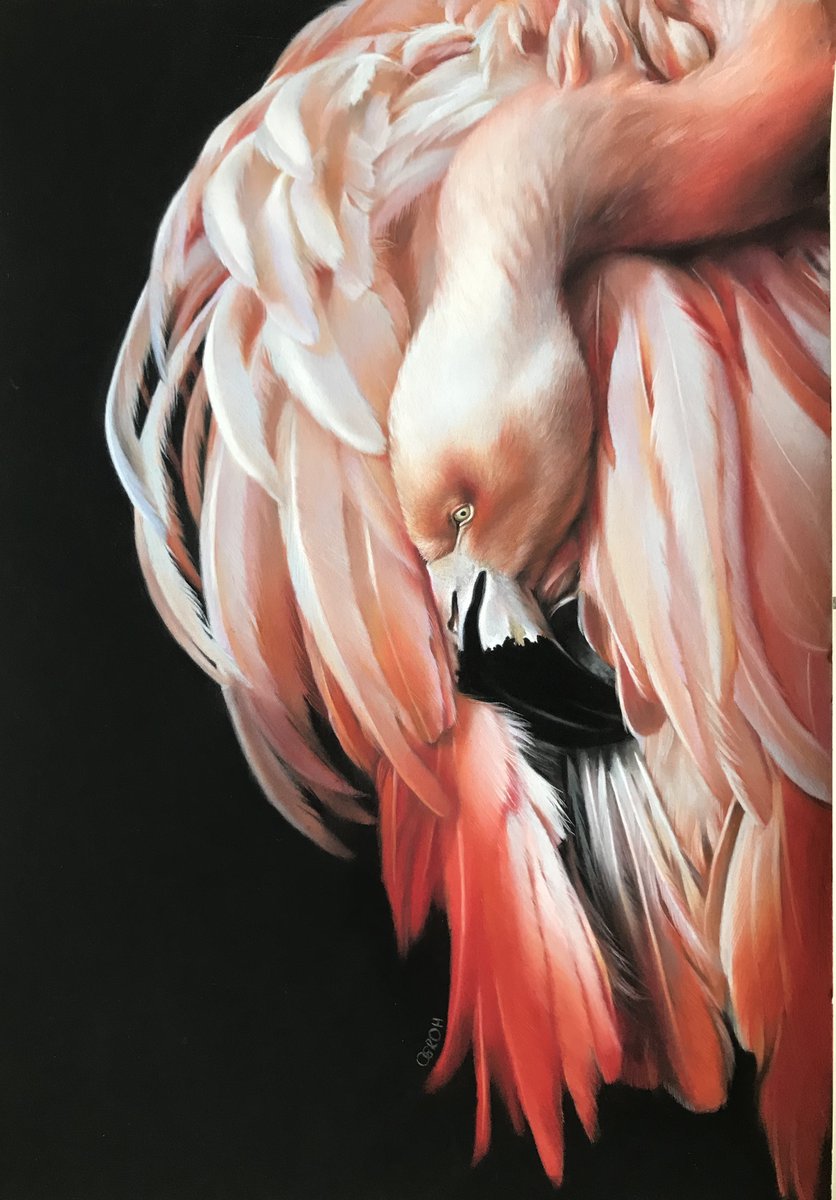 Flamingo by Olga Groh