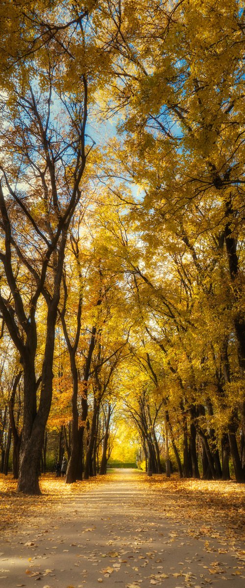 Autumn Calm VII — Golden Avenue by Vlad Durniev