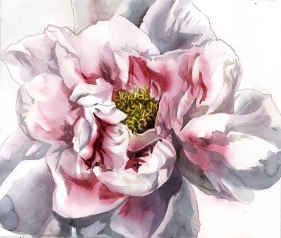 pink and white peony