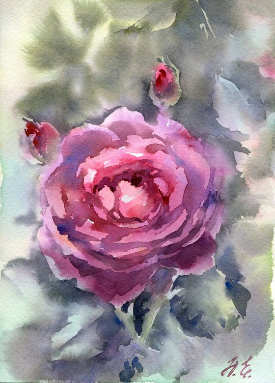 Purple Watercolor rose, flower from Summer garden