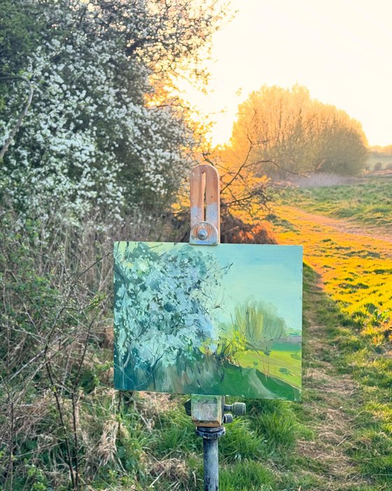 Hawthorn Blossoms, Evening