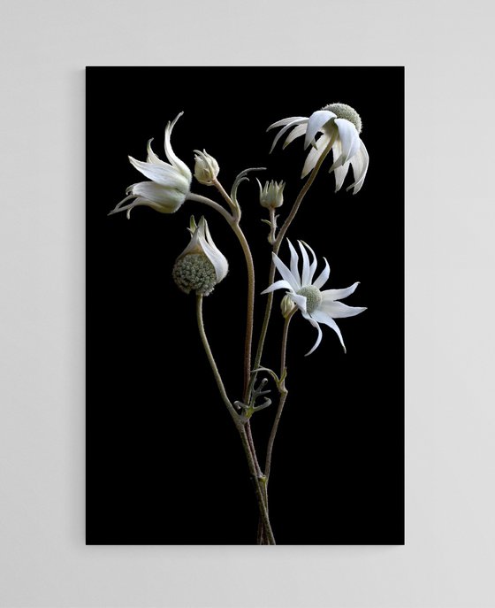 Flannel Flower