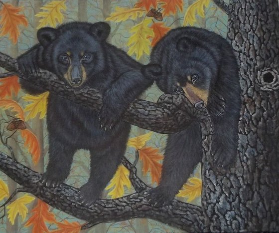 Two Black Bear Cubs on an Oak tree