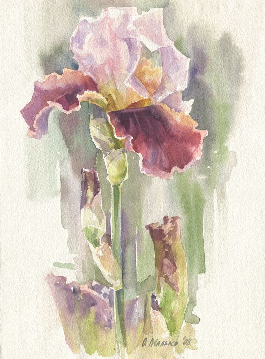 Burgundy iris flower / Floral watercolor by Olha Malko
