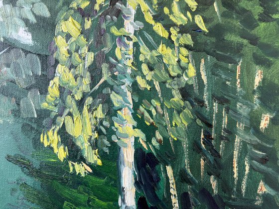 Evening Light on the Birch Tree
