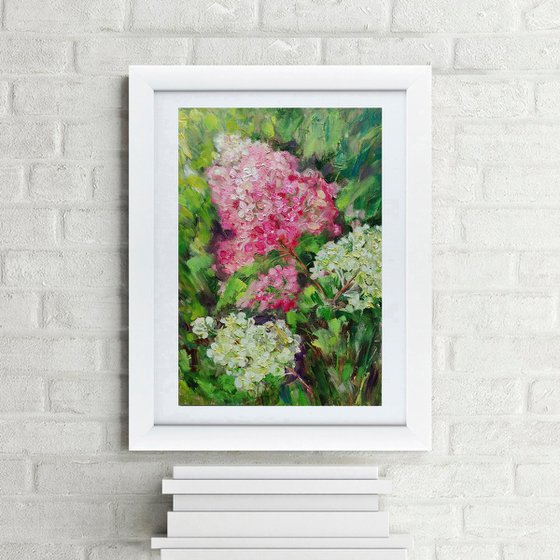 Hydrangea