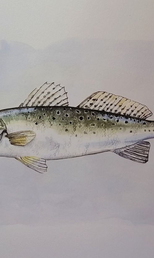 Speckled Trout by Katrina Case