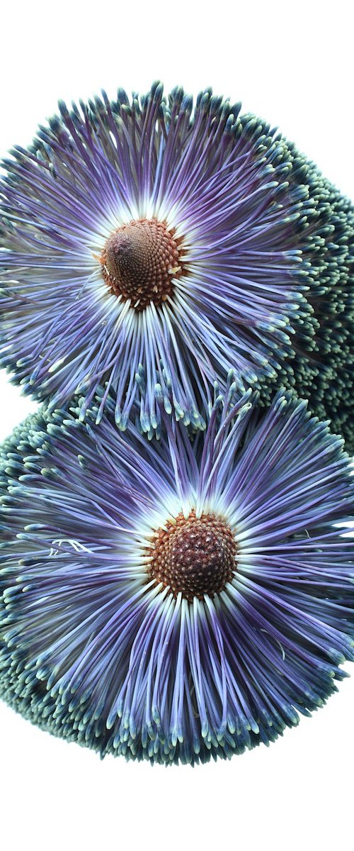 Paramour Banksia by Nadia Culph