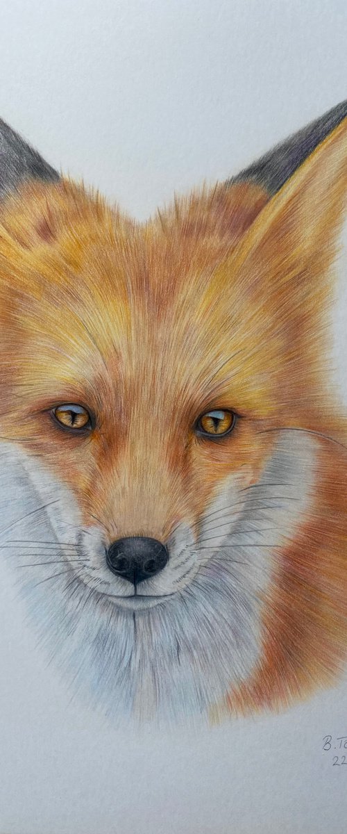 Beautiful fox by Bethany Taylor