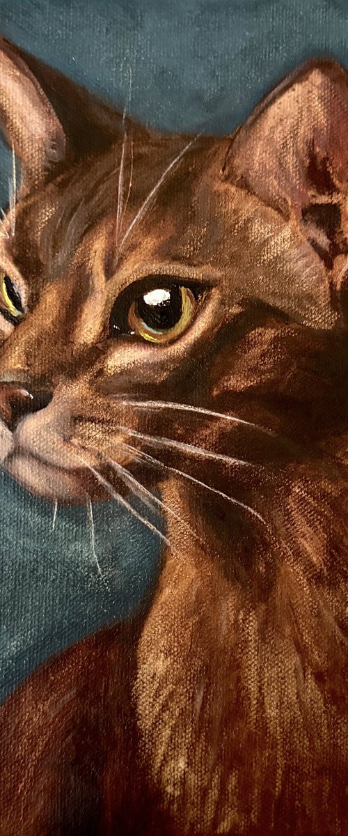 Blue Abyssinian Cat by Nimasha Perera