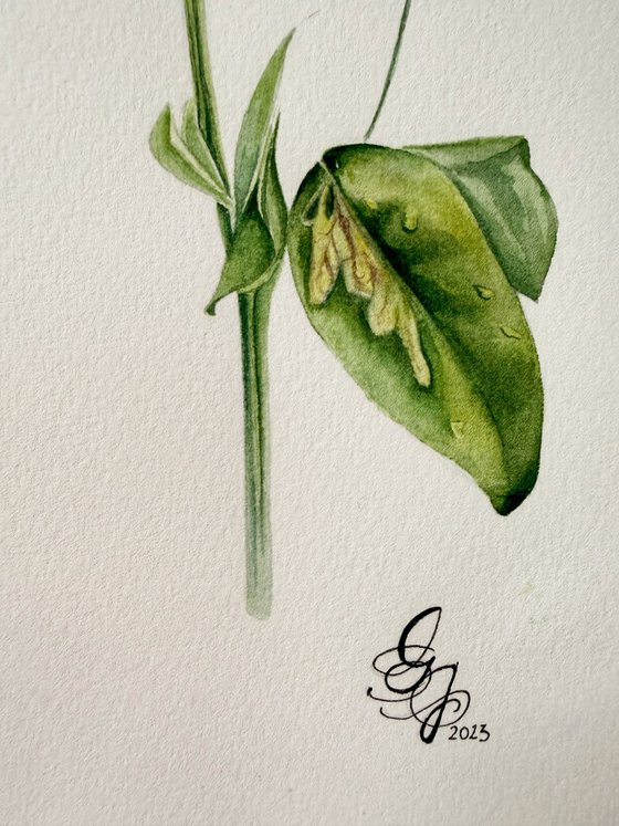 Red sweet pea (Fragrant Summer)