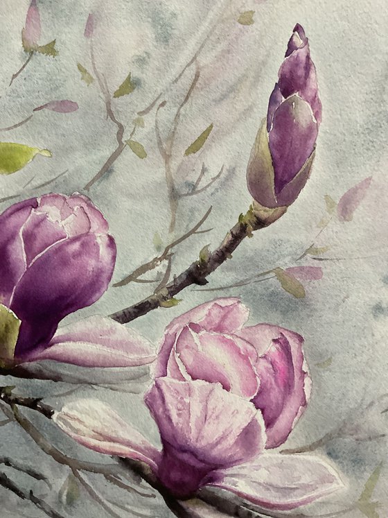 Magnolia, flowers, watercolour