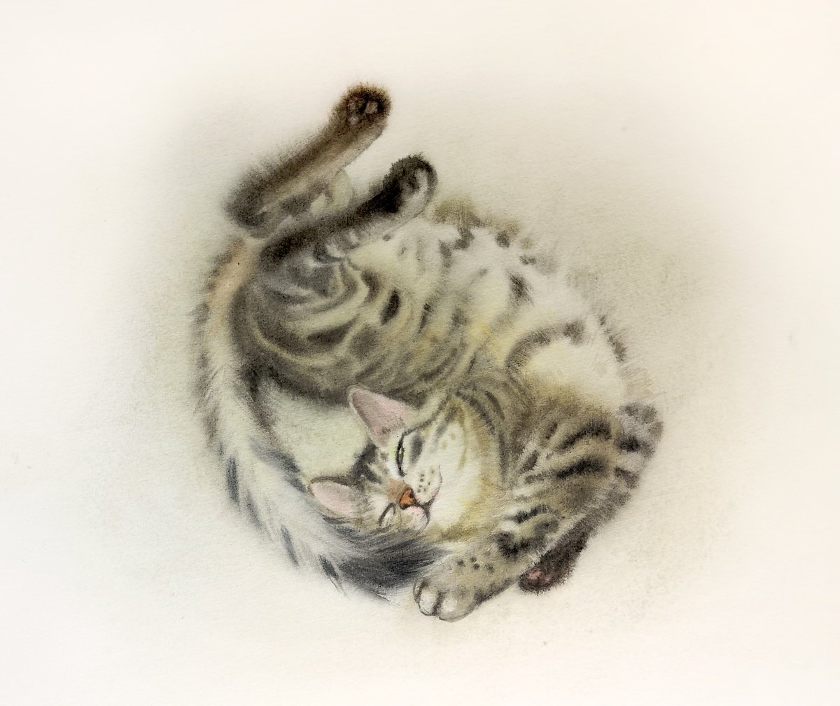 The Tabby @ Cat  watercolor by Olga Beliaeva Watercolour