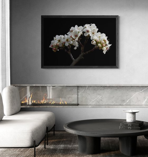 Nashi Pear Blossoms