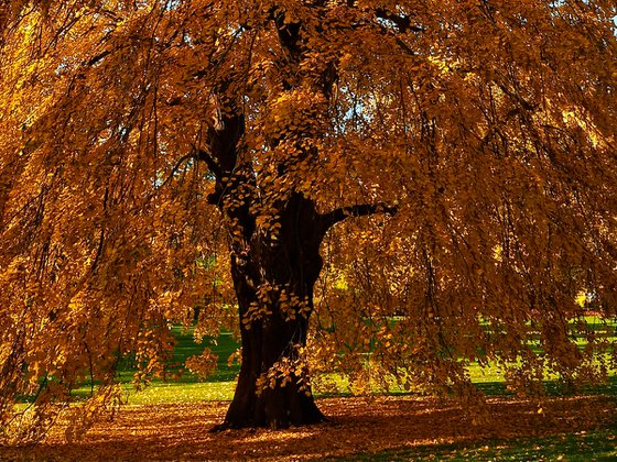 Autumn Tulip Tree