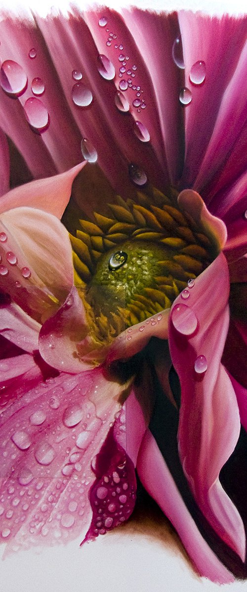 Pink Dahlia with Dew by Juan Bernal