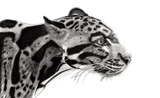 Clouded Leopard