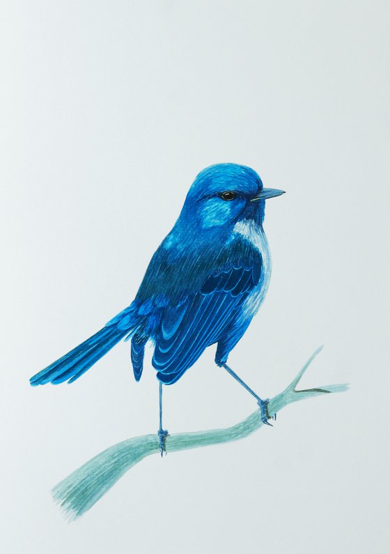 Blue bird on the branch