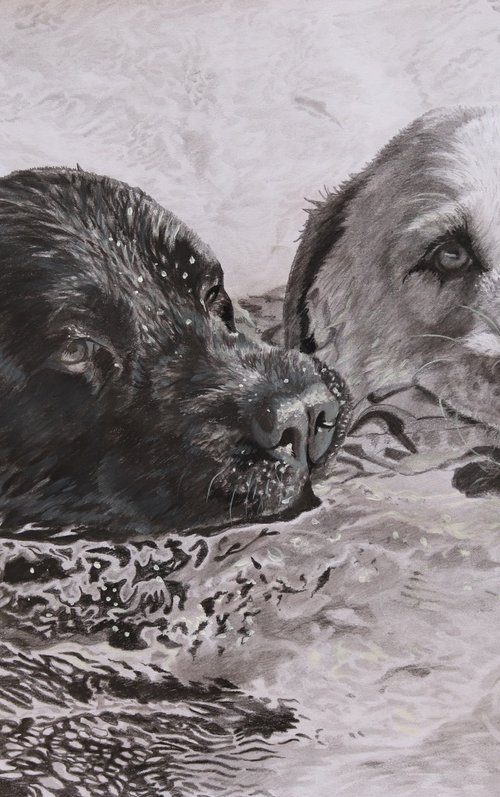 Best pals swimming,Labradors by Julian Wheat