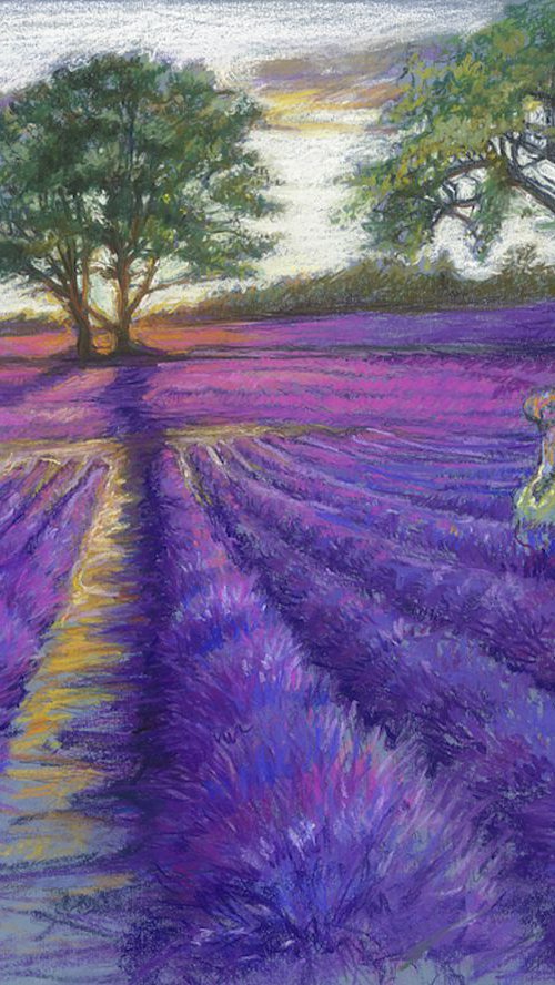 Sunsetting over Lavender Fields by Patricia Clements