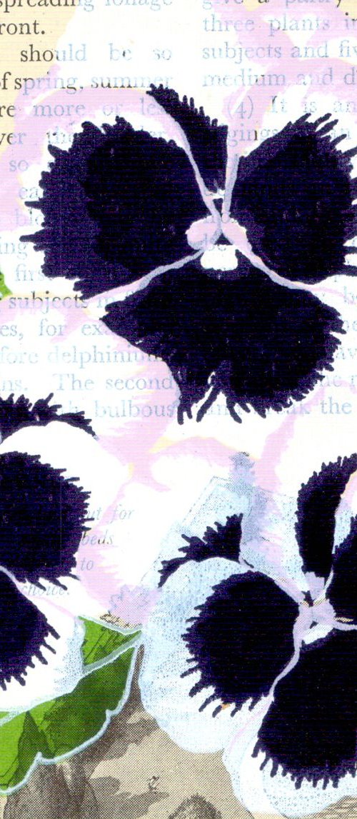 Garden Pansy by Carole King