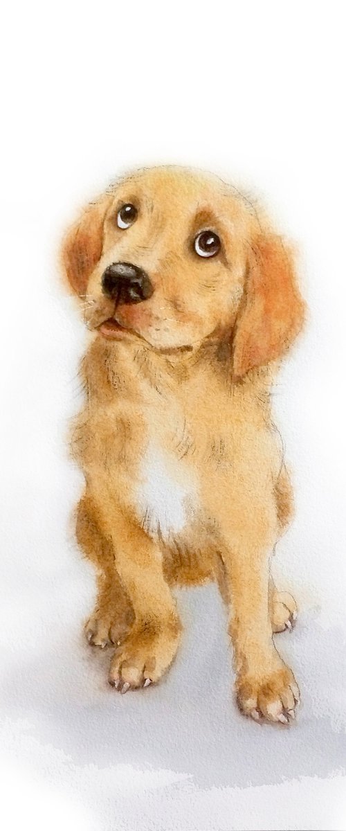 Yellow Golden Labrador Puppy by Olga Beliaeva Watercolour