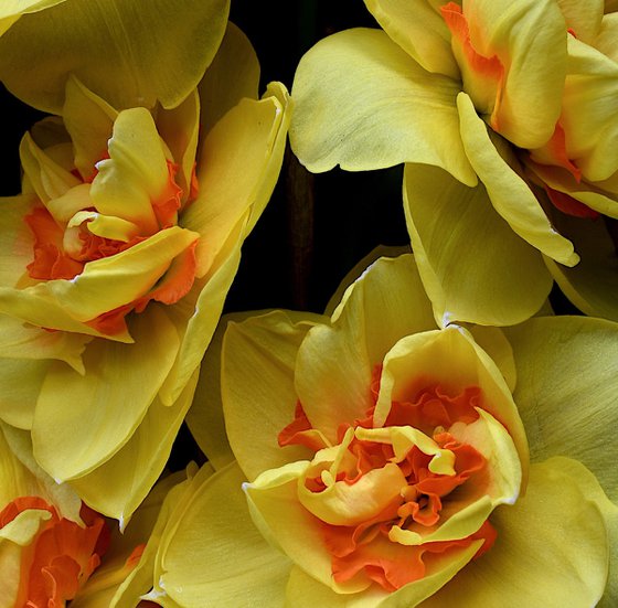 Double Daffodils