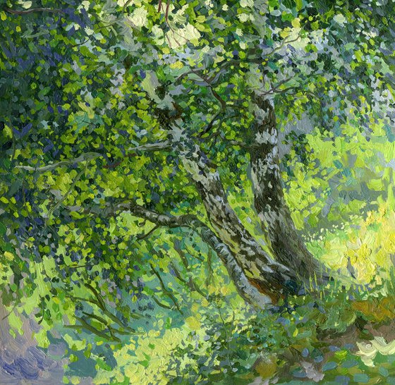 Birches