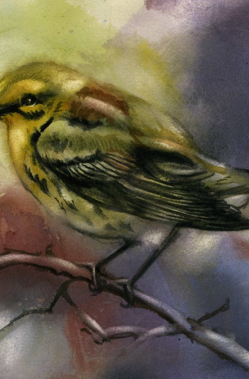 pine warbler watercolor by Alfred  Ng