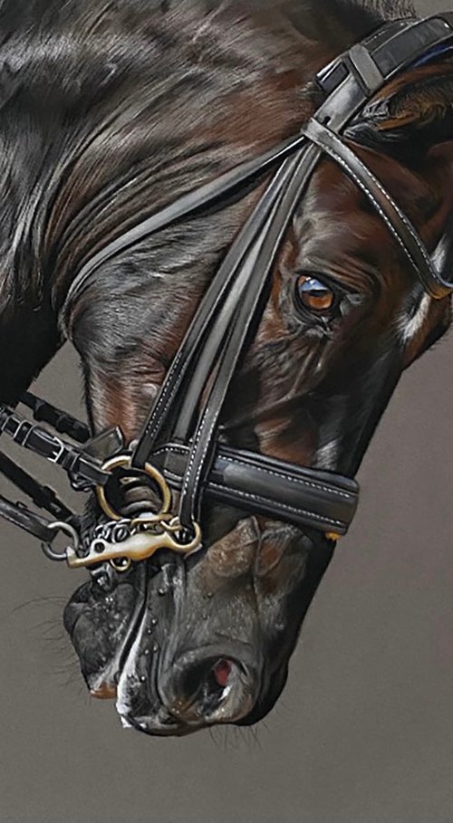 Horse Portrait by Clare Parkes
