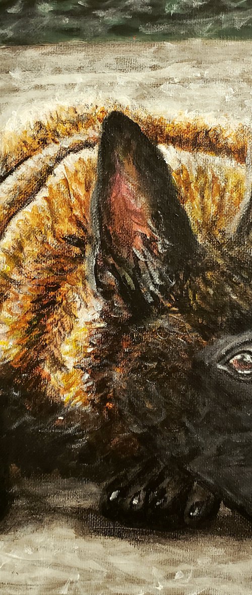 Malinois Puppy by Robbie Potter
