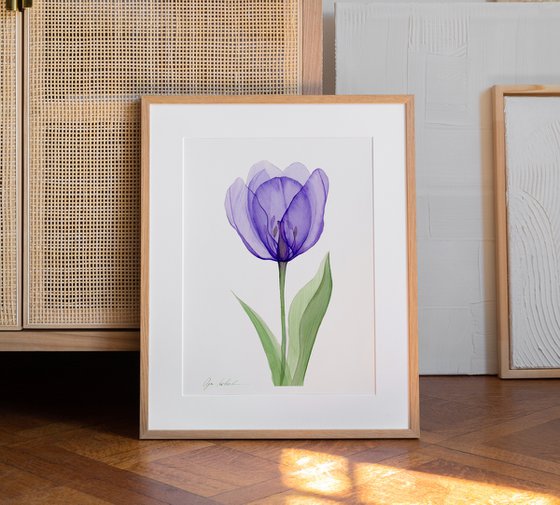 Xray Purple  Tulip