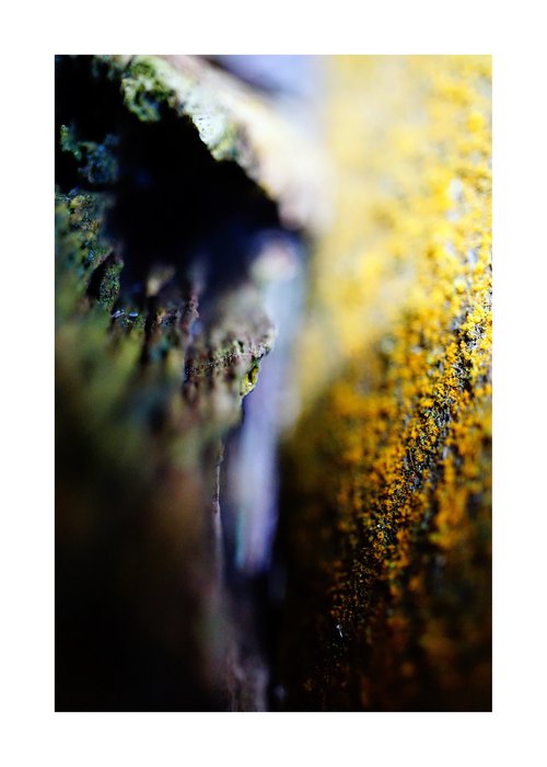 Macro Abstract Nature Photography 214 by Richard Vloemans