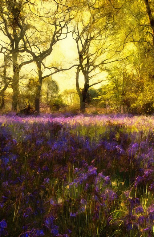 Bluebells 2 by Alistair Wells
