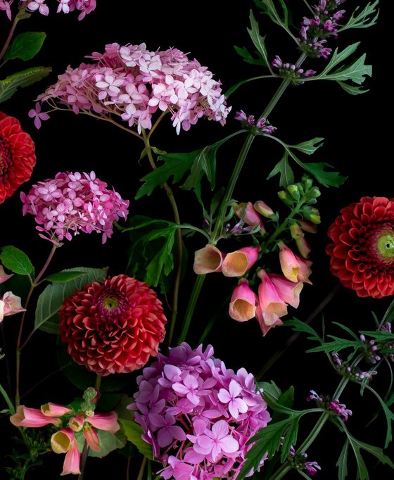 Hydrangeas and Foxgloves
