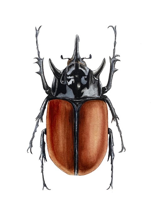 Beetle by Tina Shyfruk