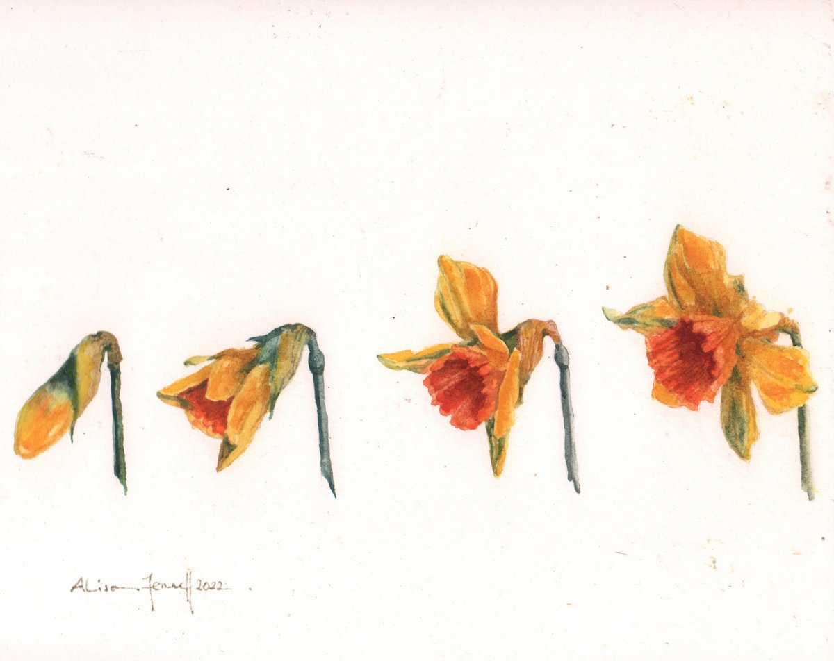 Daffodil Days - Original Watercolour Painting by Alison Fennell