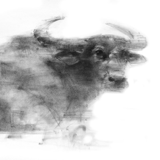 Water Buffalo 1