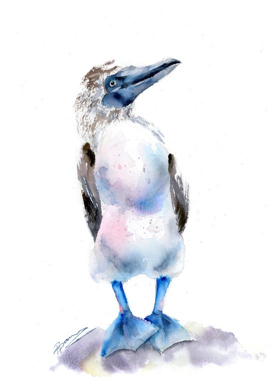 Blue-footed booby