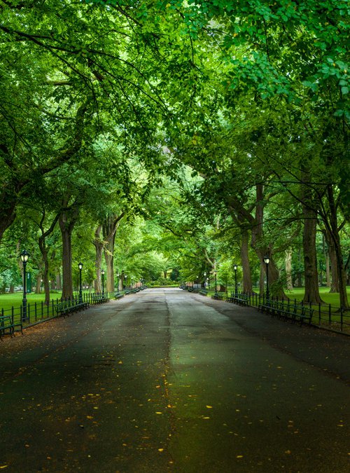 A MORNING IN CENTRAL PARK by Harv Greenberg