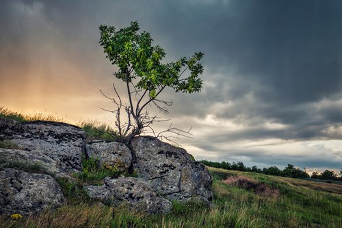 Tree on the rock by Vlad Durniev