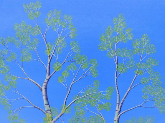 Silver Birch Trees in Spring