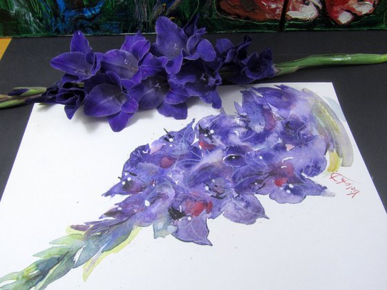 Gladiolus 8