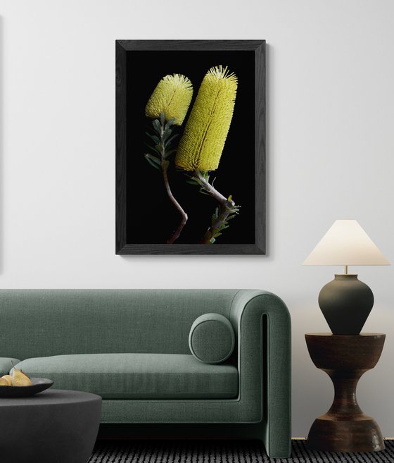 Yellow Banksia Praemorsa