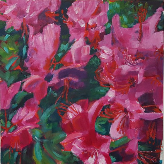 Rhododendron Dreaming