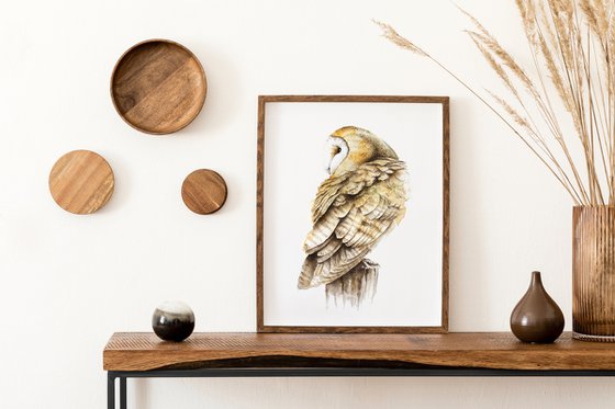 Barn Owl,  bird, birds, animals, wildlife watercolour painting